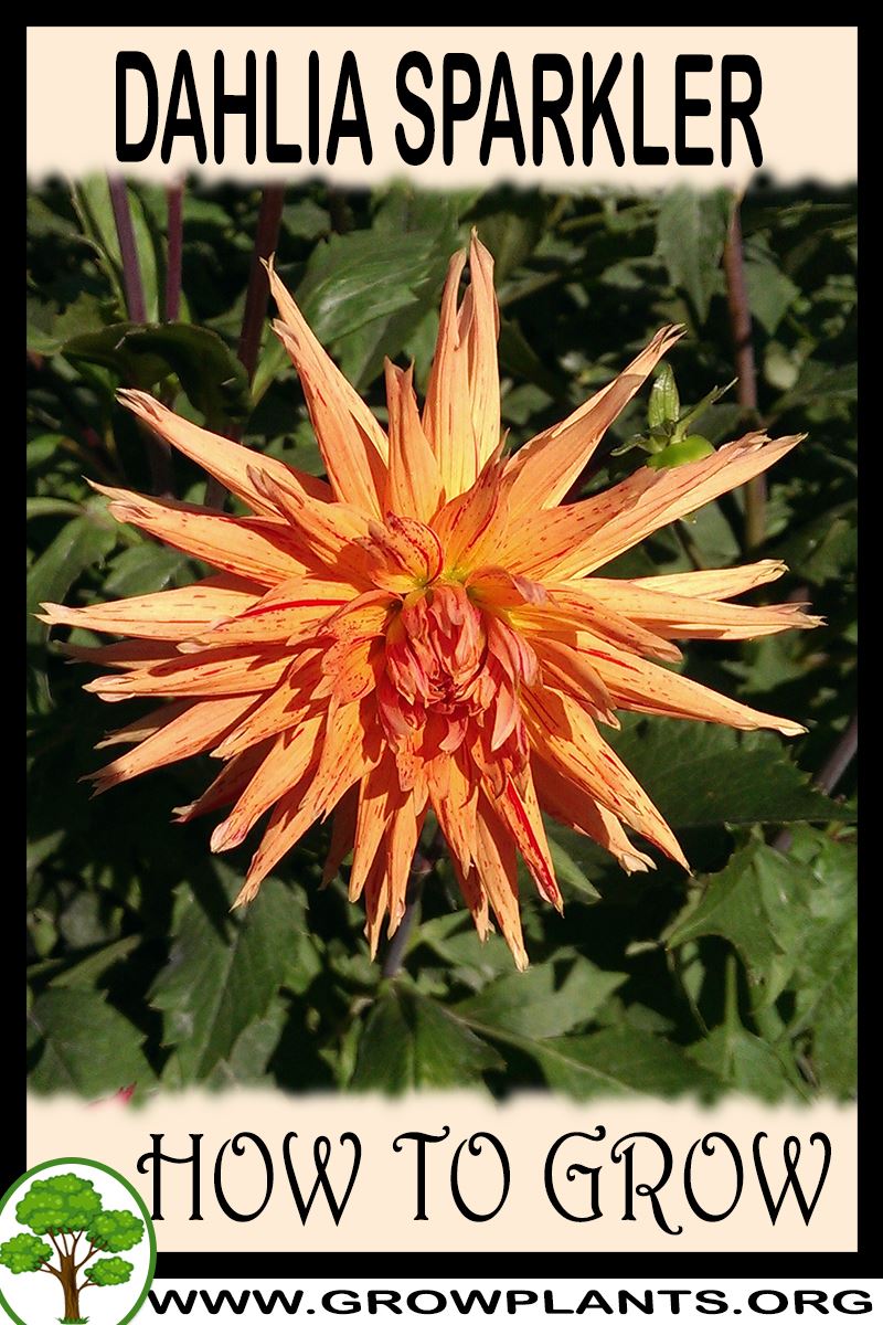 How to grow Dahlia Sparkler