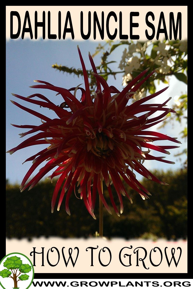 How to grow Dahlia Uncle sam