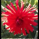 Dahlia Virtuose