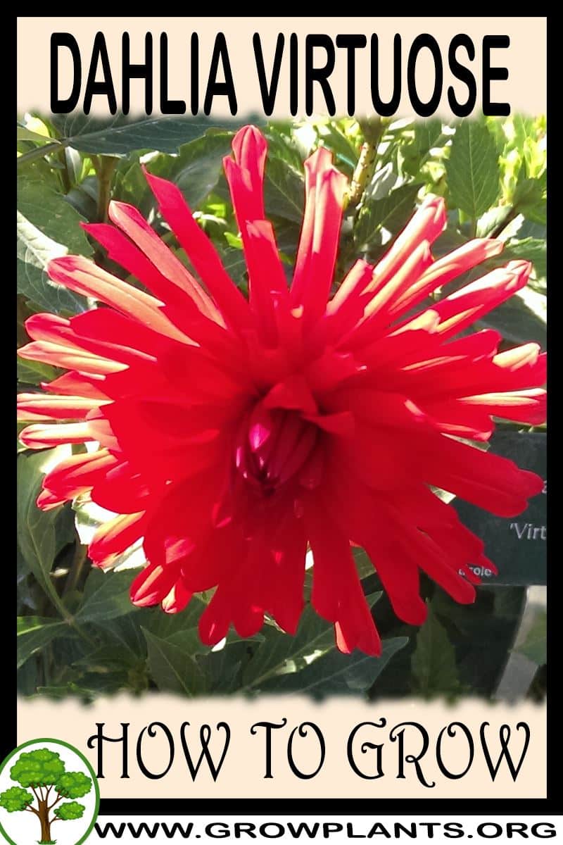 How to grow Dahlia Virtuose