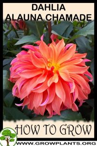 How to grow Dahlia alauna chamade