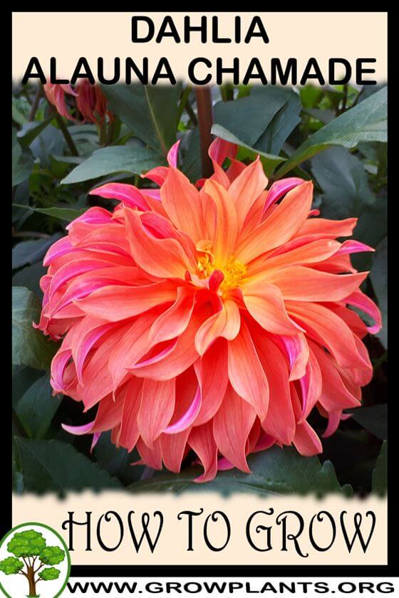 How to grow Dahlia alauna chamade