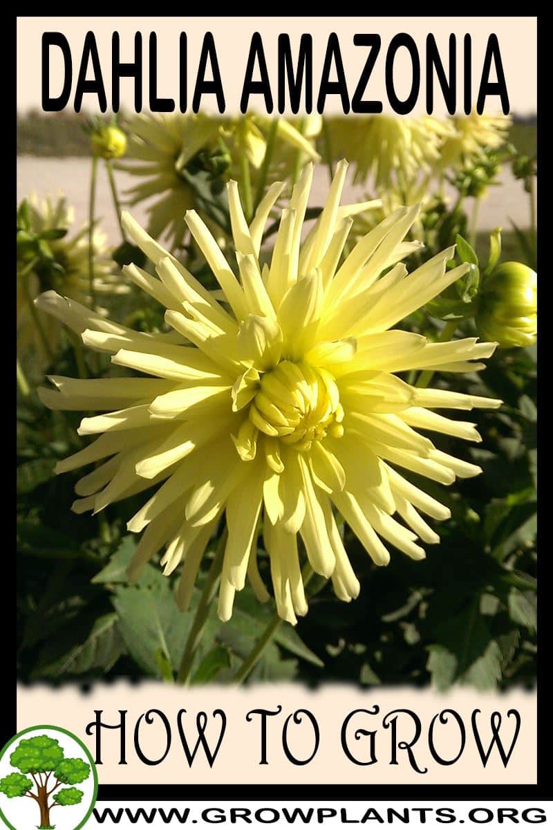 How to grow Dahlia amazonia