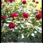 Dahlia anemone flower