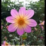 Dahlia barkerae