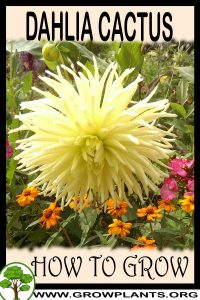 How to grow Dahlia cactus