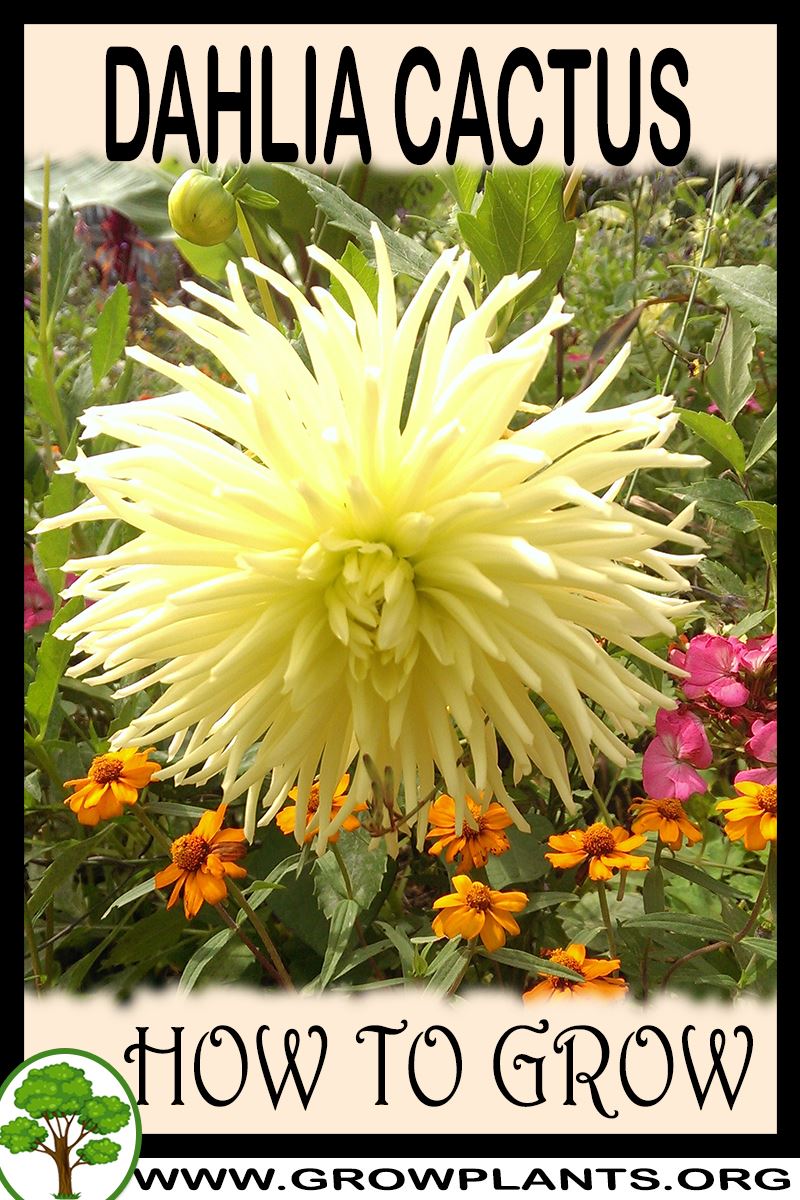 How to grow Dahlia cactus