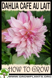 How to grow Dahlia cafe au lait
