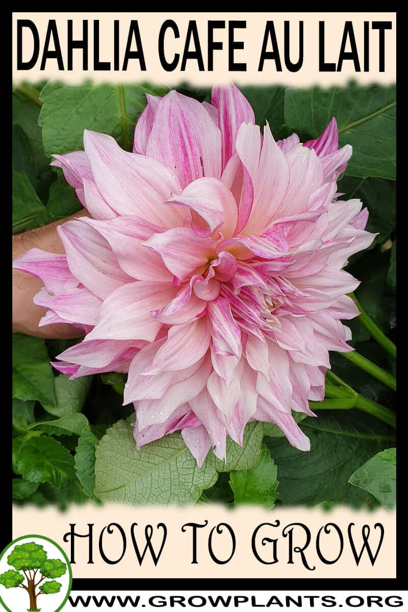How to grow Dahlia cafe au lait