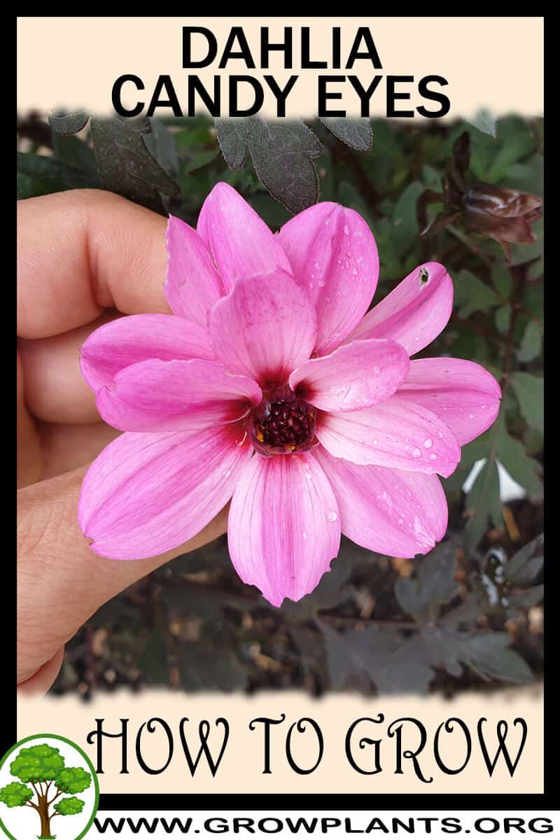 How to grow Dahlia candy eyes