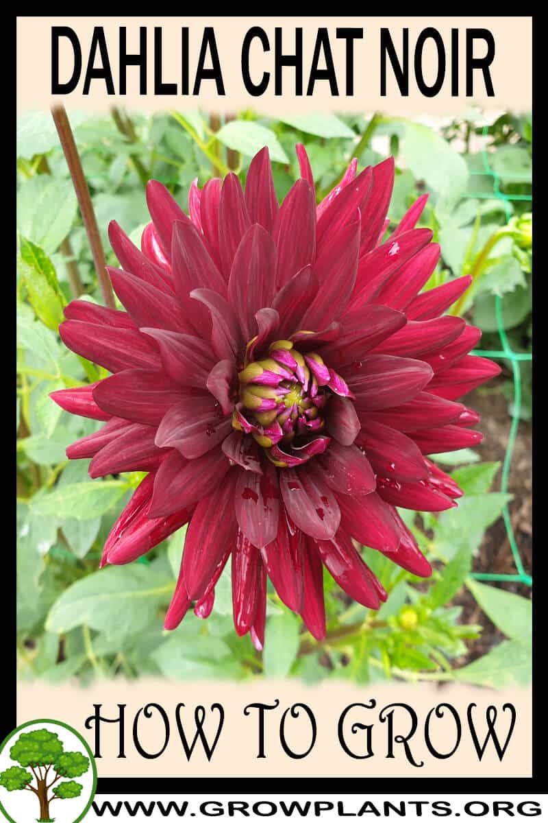 How to grow Dahlia chat noir