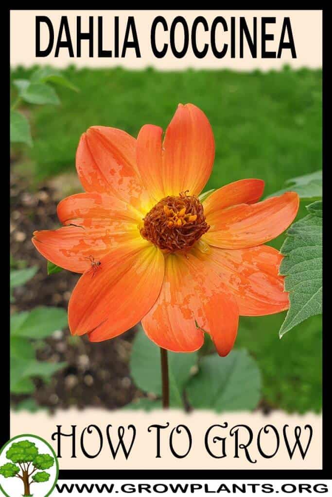 Dahlia coccinea