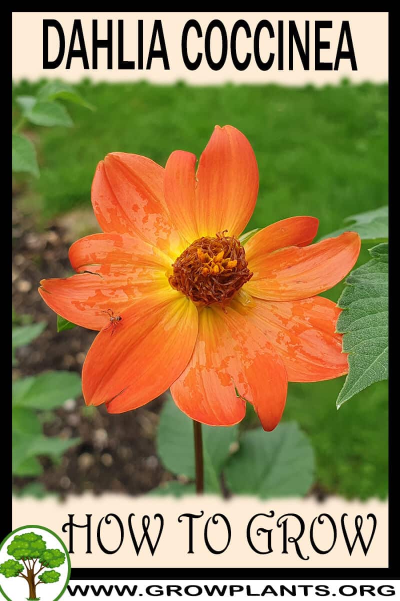 How to grow Dahlia coccinea
