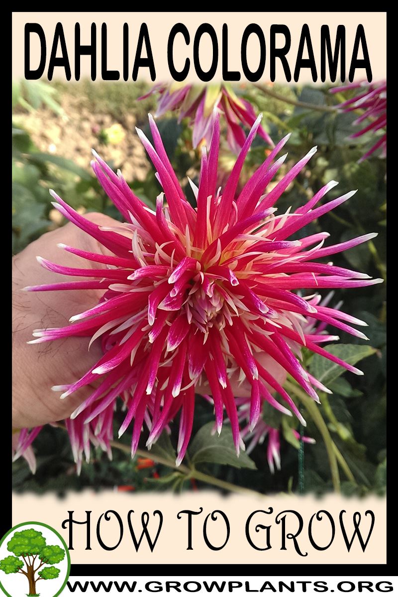 How to grow Dahlia colorama