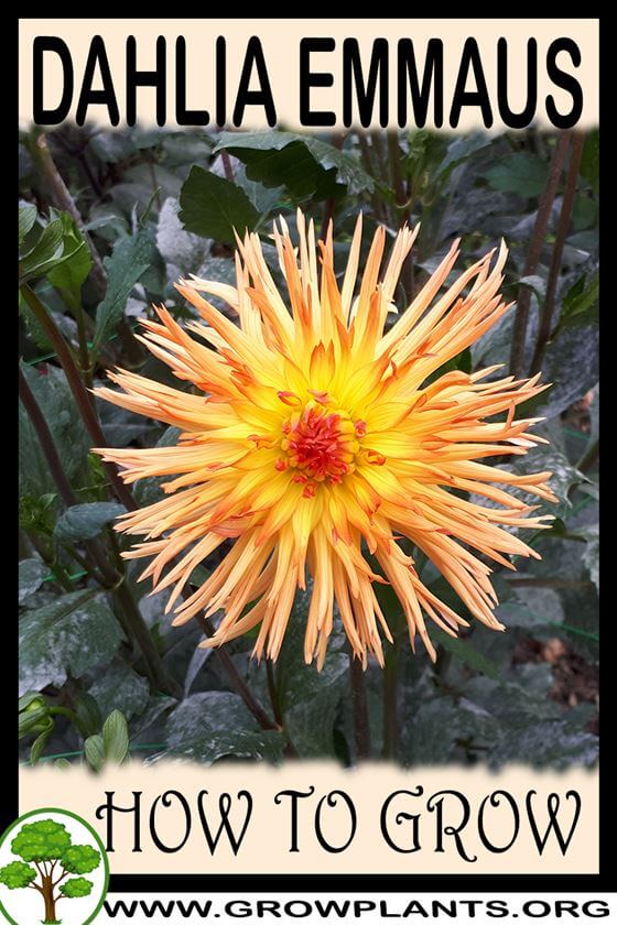 How to grow Dahlia emmaus