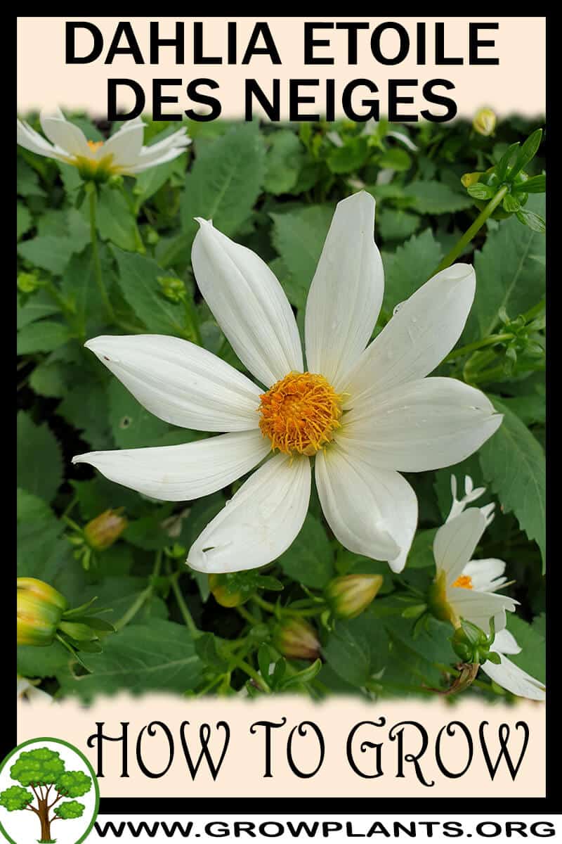 How to grow Dahlia etoile des neiges