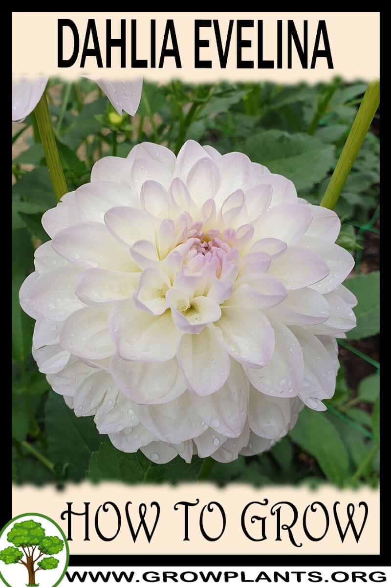 How to grow Dahlia evelina