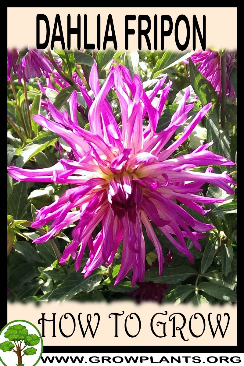 How to grow Dahlia fripon