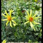 Dahlia Honka