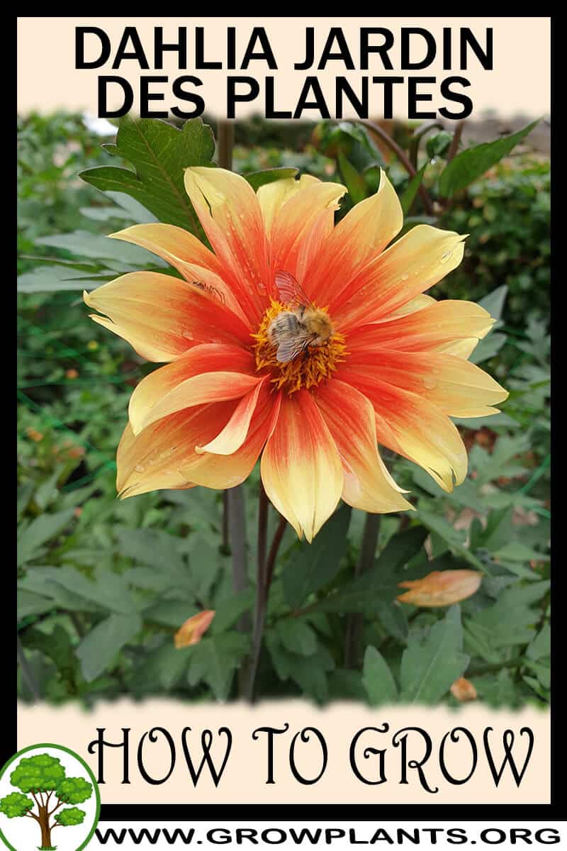 How to grow Dahlia jardin des plantes