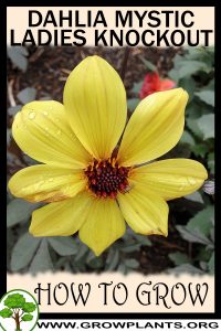 How to grow Dahlia mystic ladies knockout
