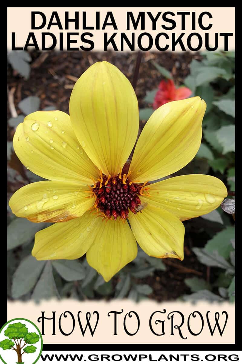 How to grow Dahlia mystic ladies knockout