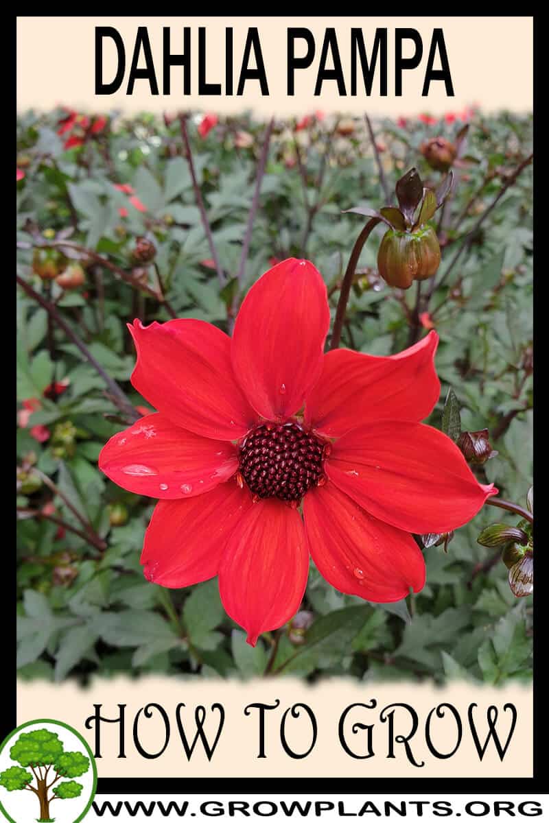 How to grow Dahlia pampa