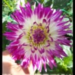Dahlia plant