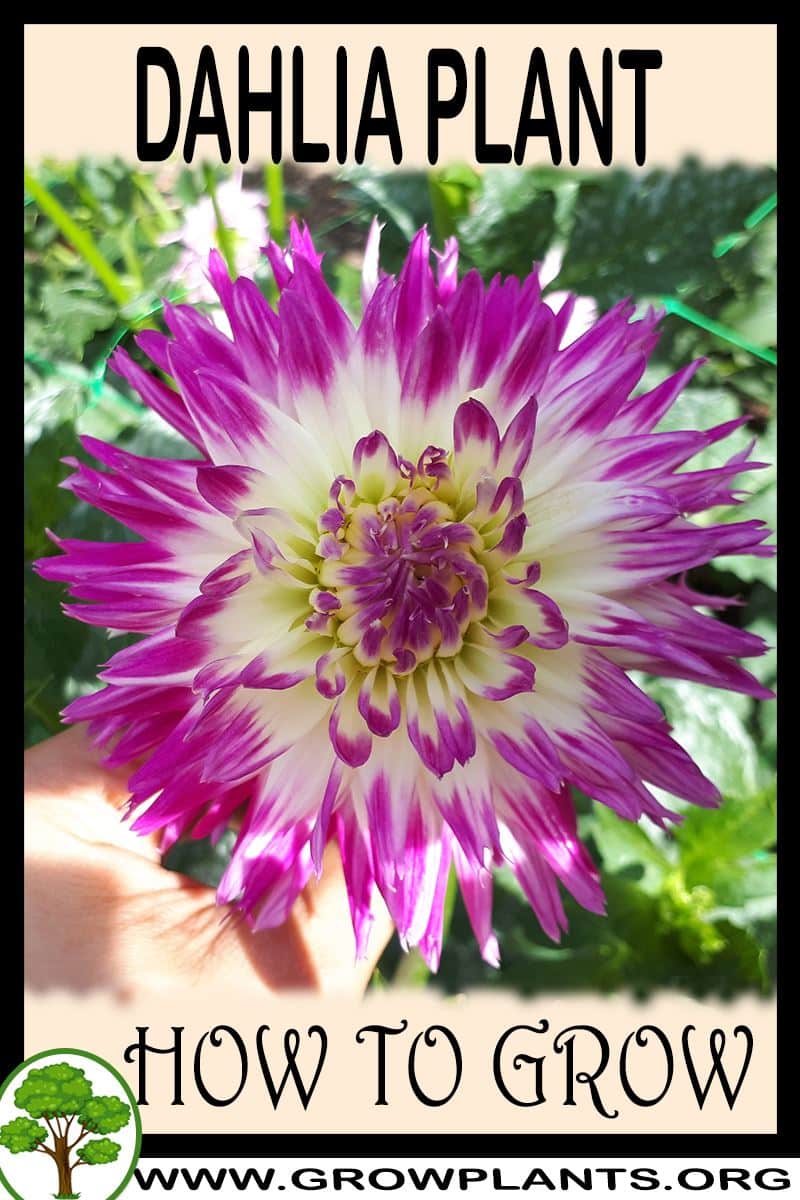 How to grow Dahlia plant