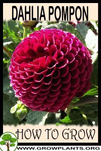 How to grow Dahlia pompon