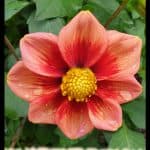 Dahlia schloss reinbek