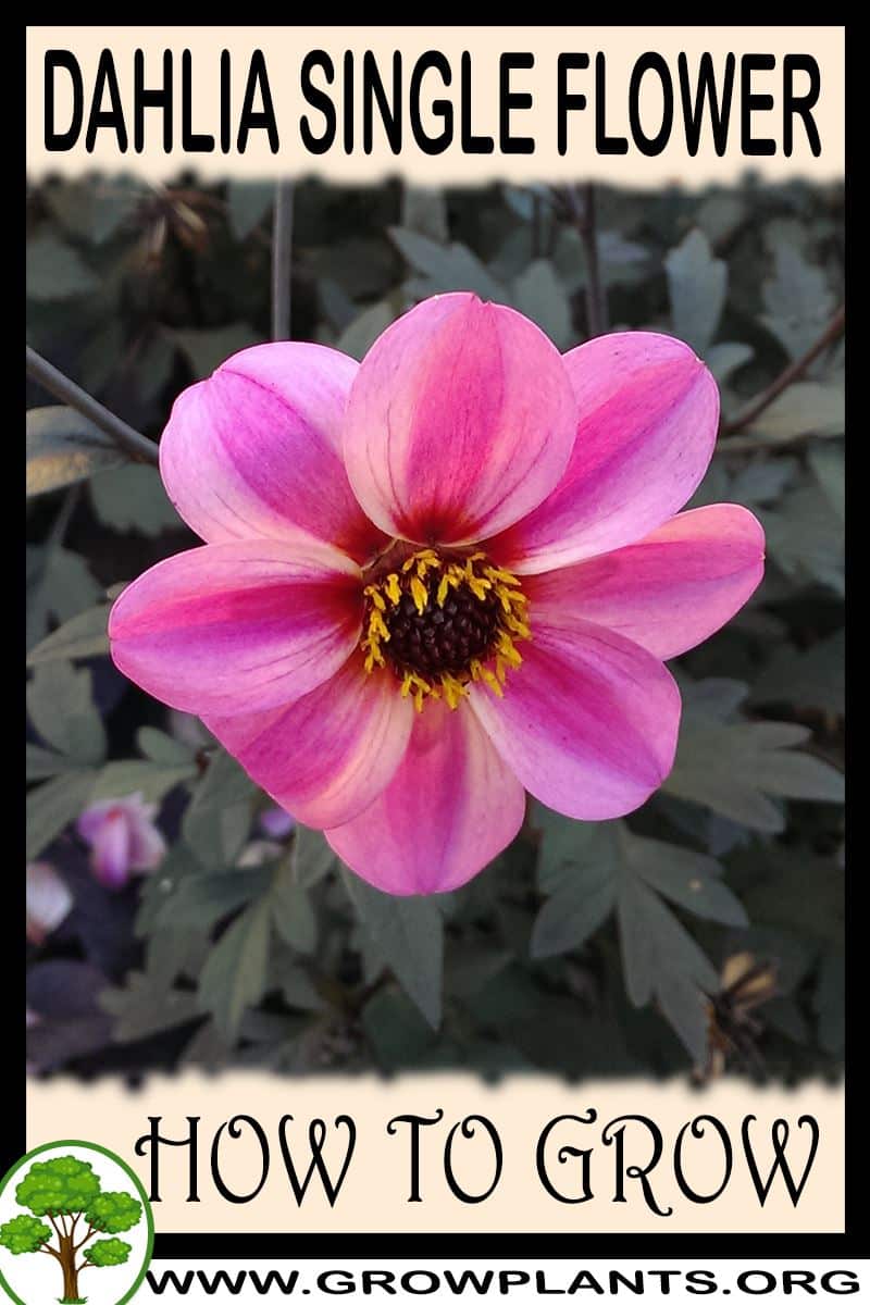How to grow Dahlia single flower