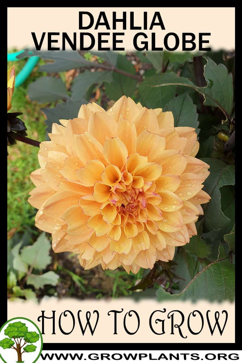 How to grow Dahlia vendee globe