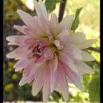 Dahlia versailles