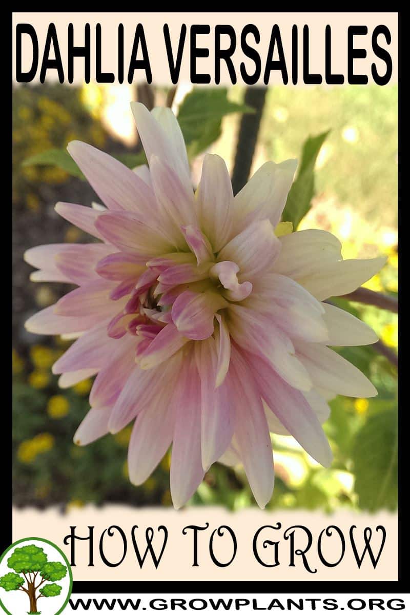 How to grow Dahlia versailles