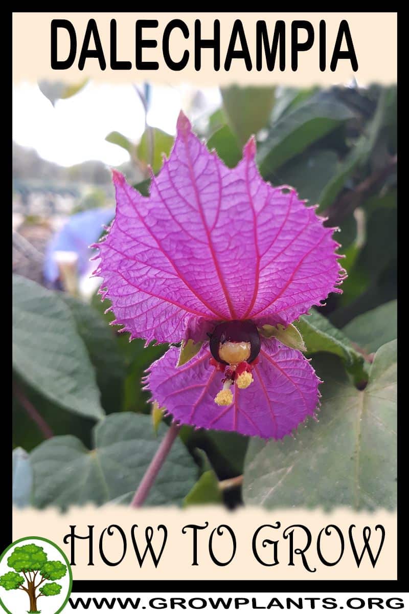How to grow Dalechampia