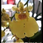 Dancing lady orchid