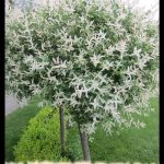 Dappled willow