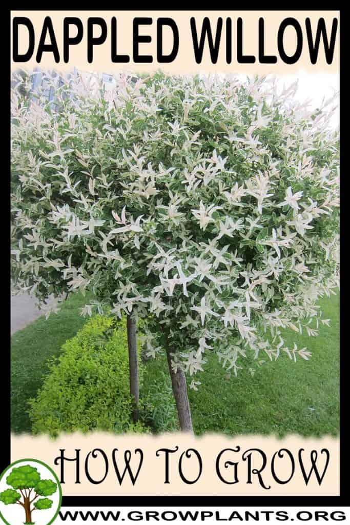 Dappled willow