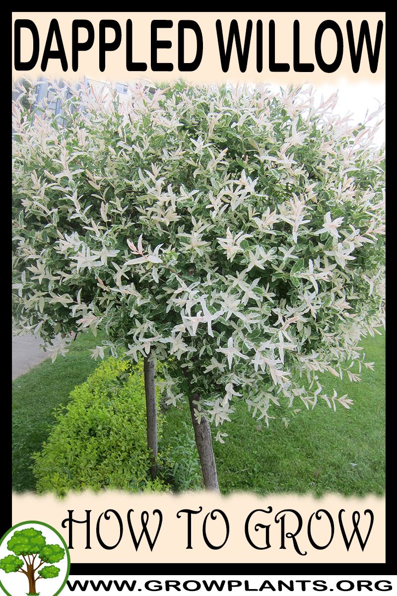 How to grow Dappled willow