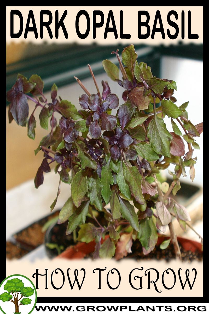How to grow Dark opal basil