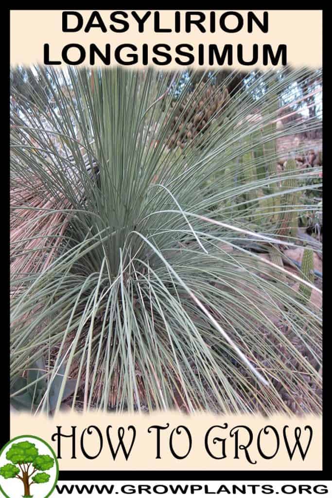 Dasylirion longissimum