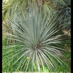 Dasylirion wheeleri