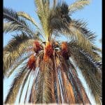 Date palm tree