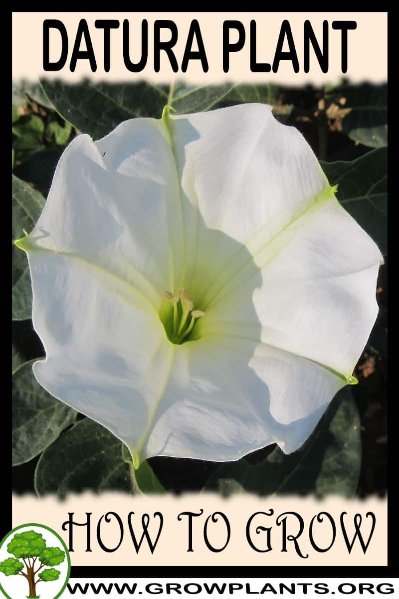 Datura How to grow & care