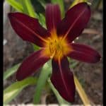 Daylily