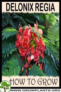 How to grow Delonix regia