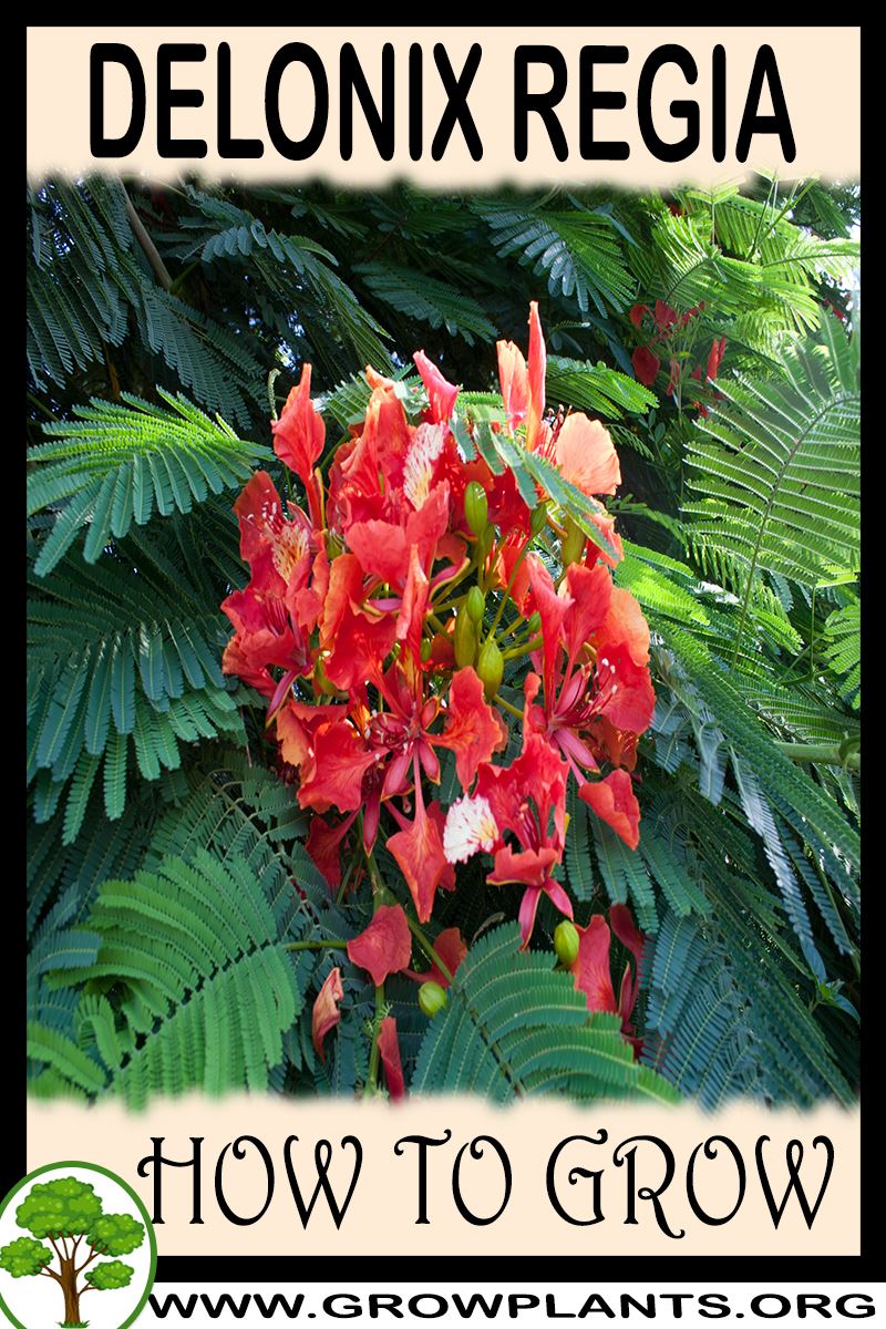 How to grow Delonix regia
