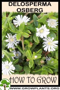 How to grow Delosperma Osberg