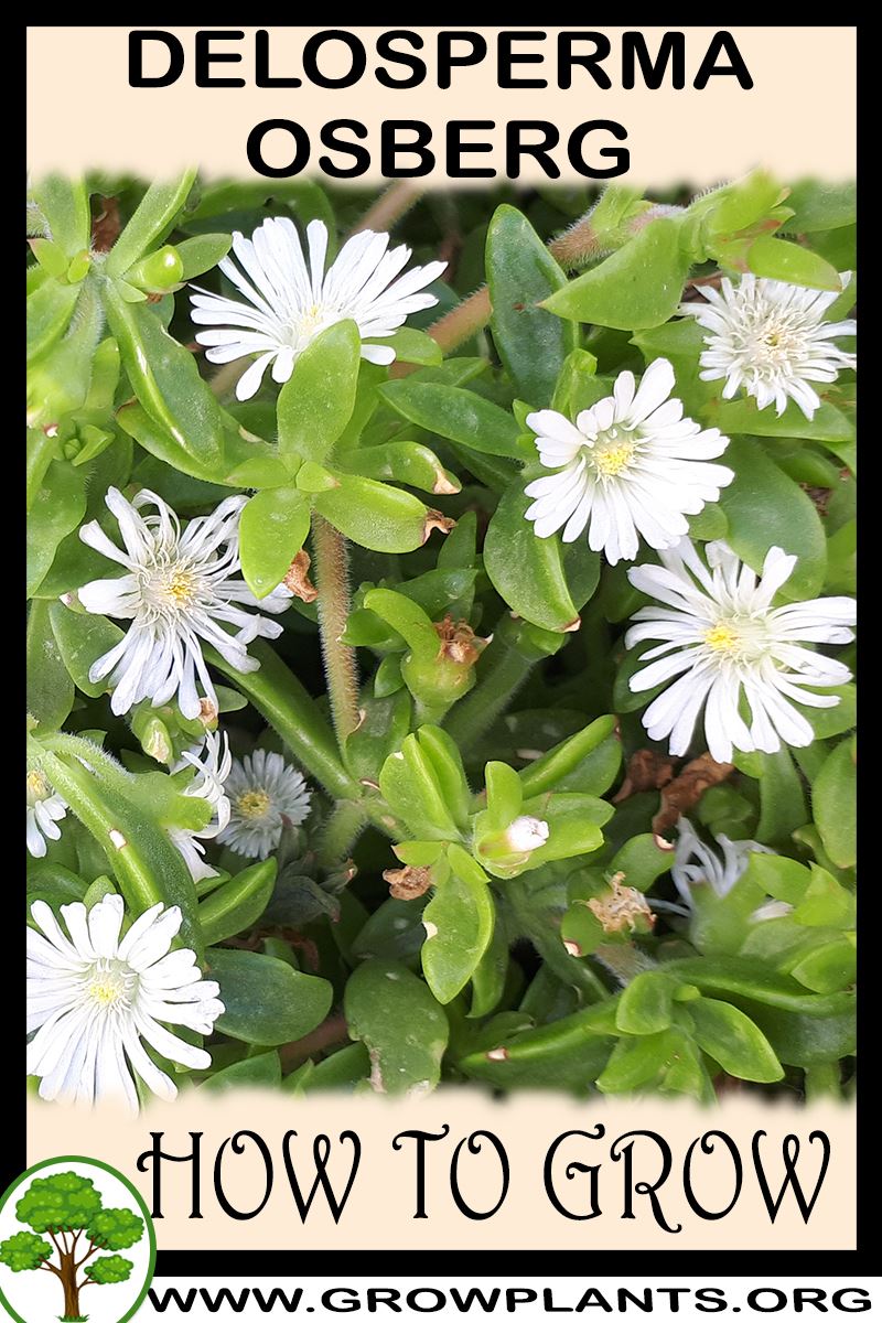 How to grow Delosperma Osberg